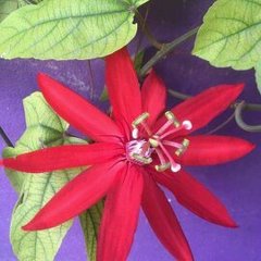 Passiflora miniata × vitifolia
