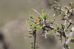 Forestiera phillyreoides