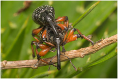 Heilipodus erythropus