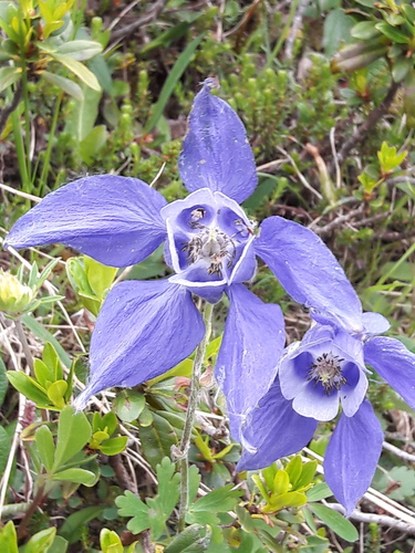 Aquilegia alpina (Aquilegia alpina)