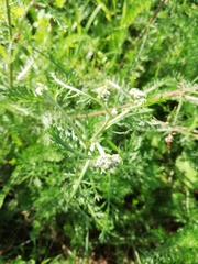 Achillea millefolium