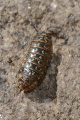 Armadillidium pictum