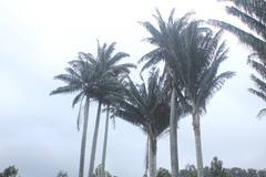 Ceroxylon quindiuense