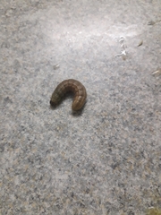 Lepidoptera