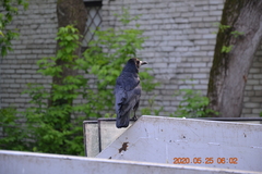 Corvus frugilegus