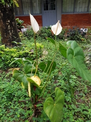 Anthurium formosum