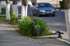 Corvus cornix