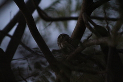 Glaucidium brasilianum