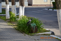Corvus cornix