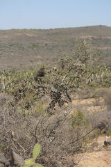 Forestiera phillyreoides