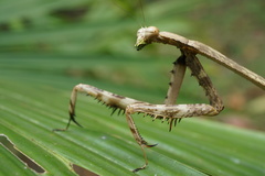 Tauromantis championi