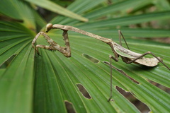 Tauromantis championi