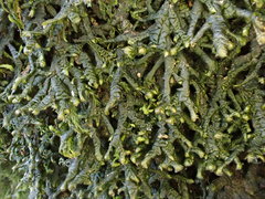 Porella arboris-vitae