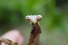 Tauromantis championi