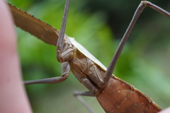 Tauromantis championi