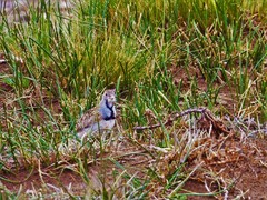 Thinocorus rumicivorus