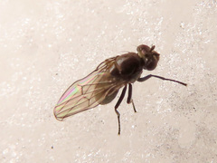 Coenia curvicauda