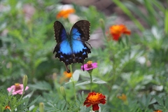 Papilio montrouzieri