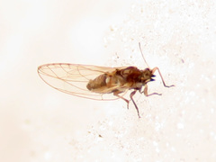 Trioza urticae