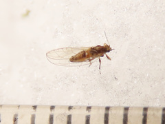 Trioza urticae