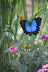 Papilio montrouzieri