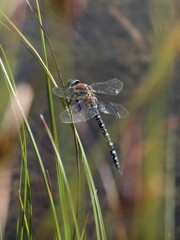 Aeshna mixta