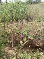 Datura stramonium