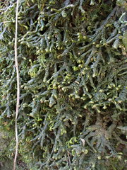 Porella arboris-vitae