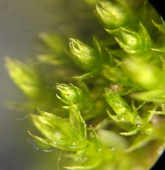 Bryophyta