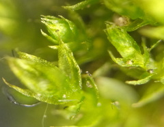 Bryophyta