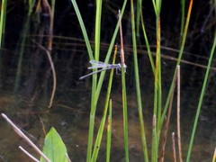 Lestes sponsa