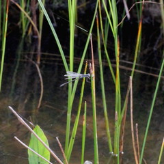 Lestes sponsa