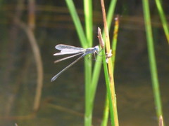 Lestes sponsa