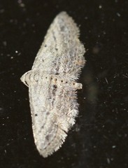Araeopteron canescens