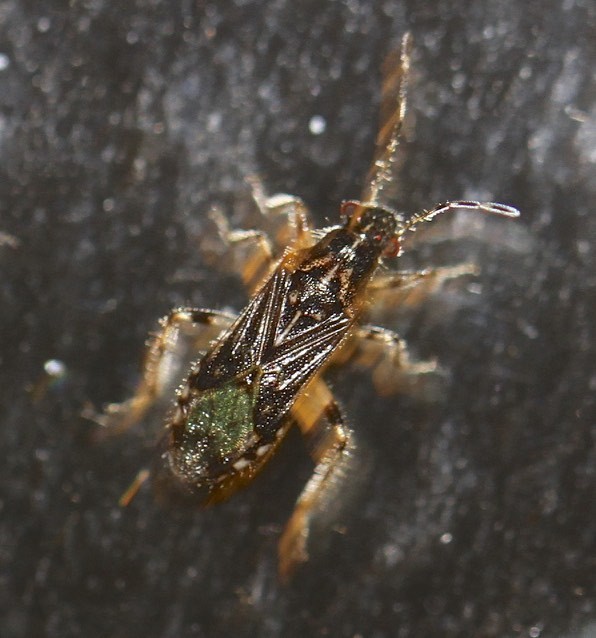 Parathyginus kurandae