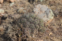 Coryphantha octacantha