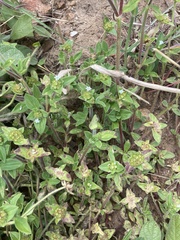 Richardia brasiliensis