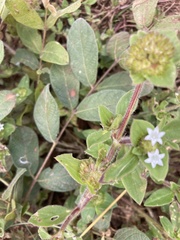 Richardia brasiliensis