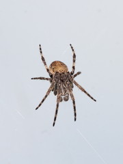 Larinioides sclopetarius