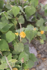Pseudabutilon umbellatum