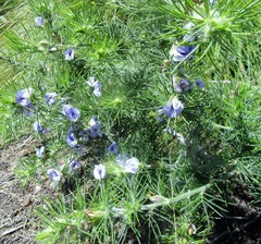 Psoralea floccosa