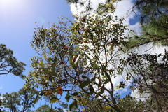 Quercus chapmanii image
