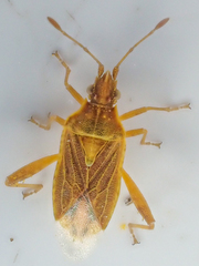 Harmostes dorsalis