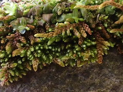 Rhynchostegium murale