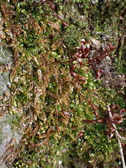 Rhynchostegium murale