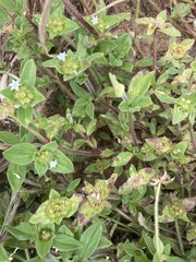 Richardia brasiliensis