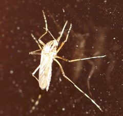 Aedes vittiger