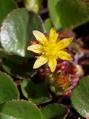 Sedum alpestre