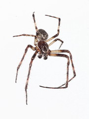 Larinioides sclopetarius