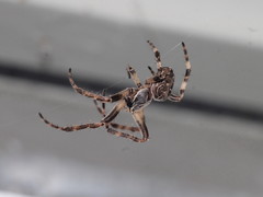 Larinioides sclopetarius